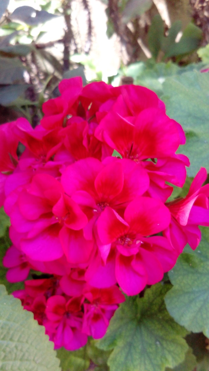 flor