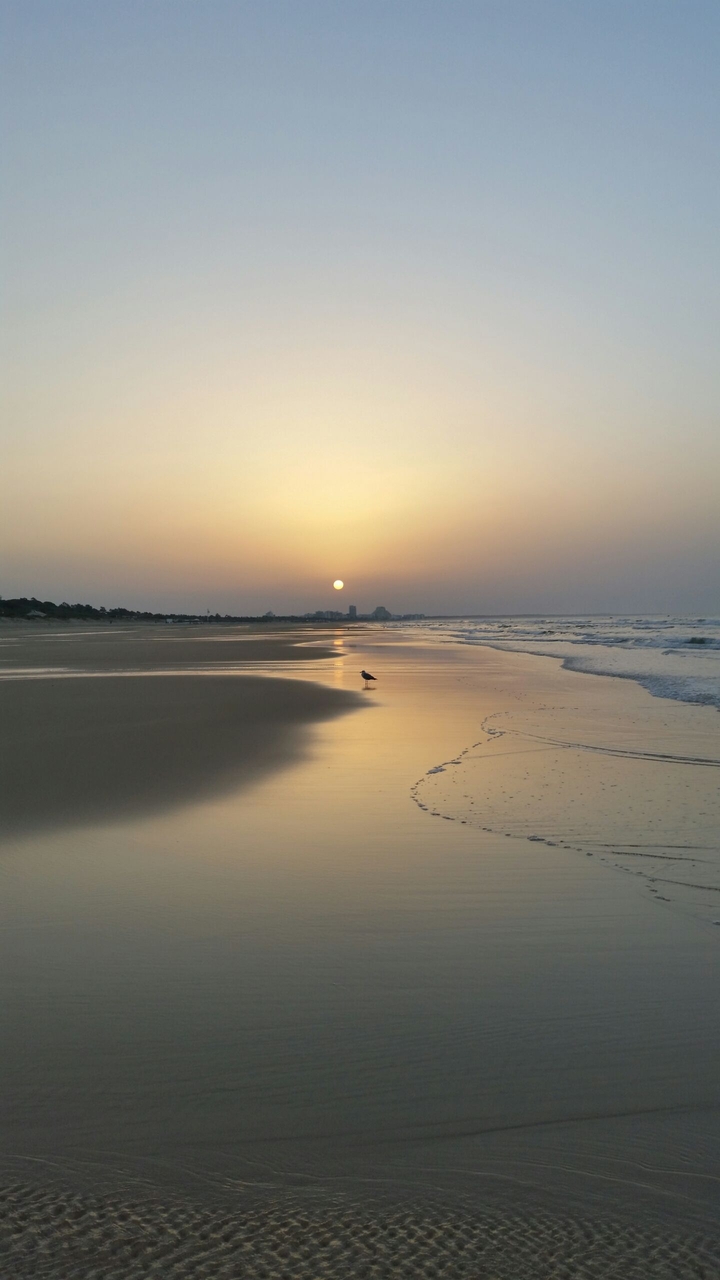 seagull at sunrise