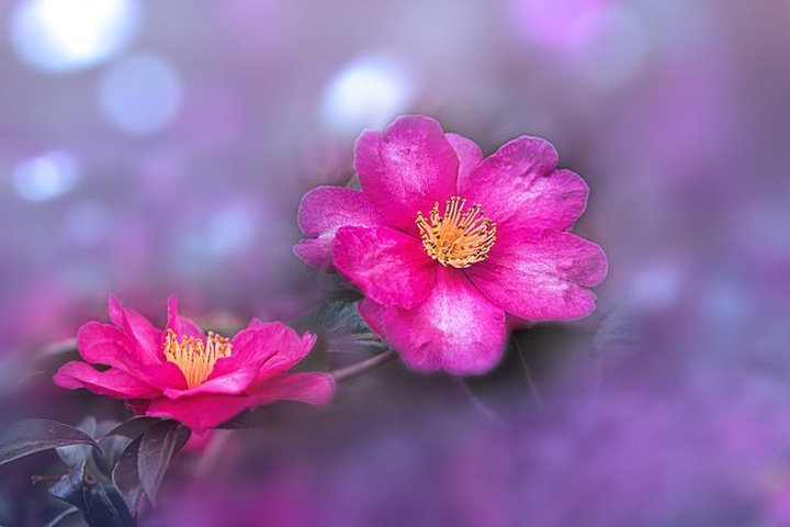 ♡