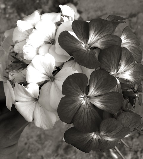 flors poli