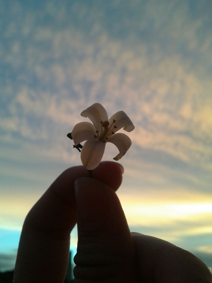 Little Flower