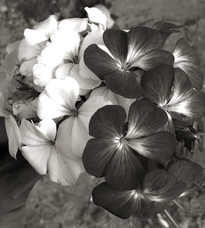 flors poli