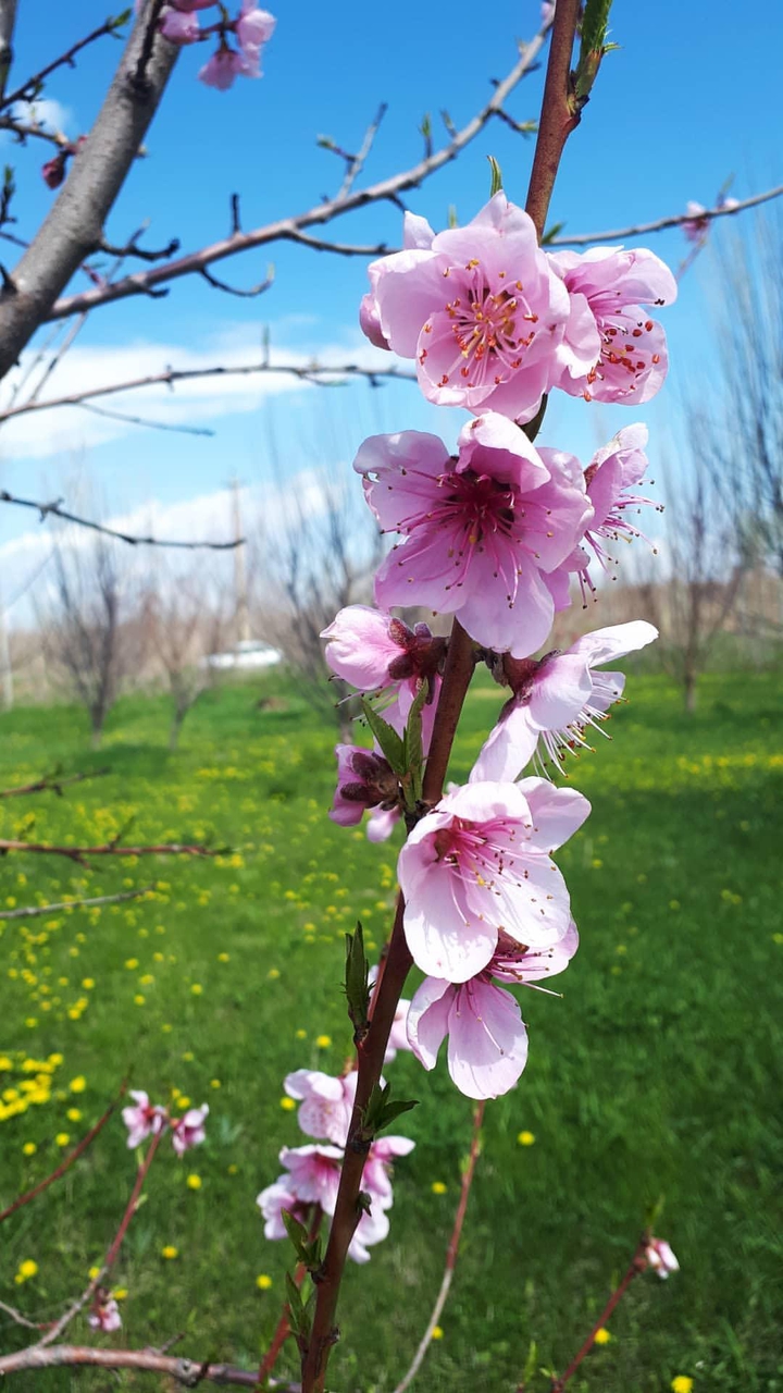 spring