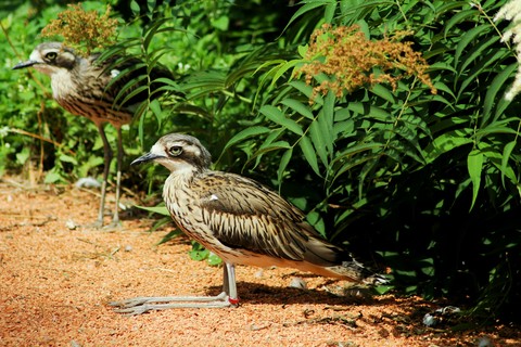 interesting bird