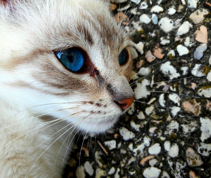 cat
