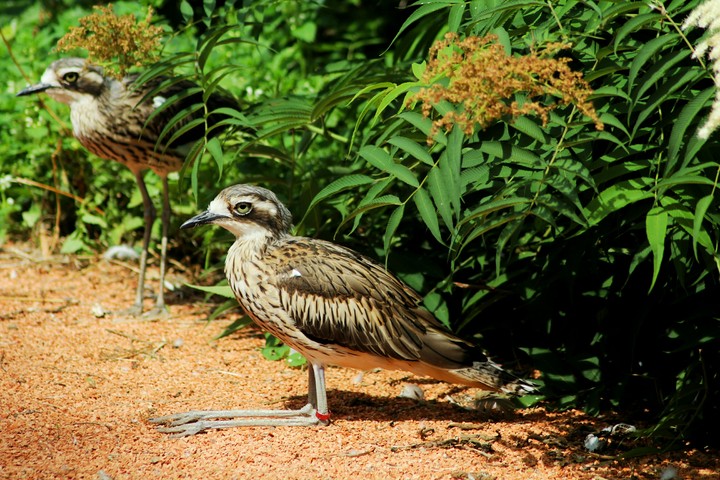 interesting bird