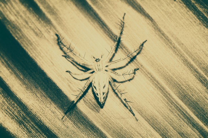 spyder/spider