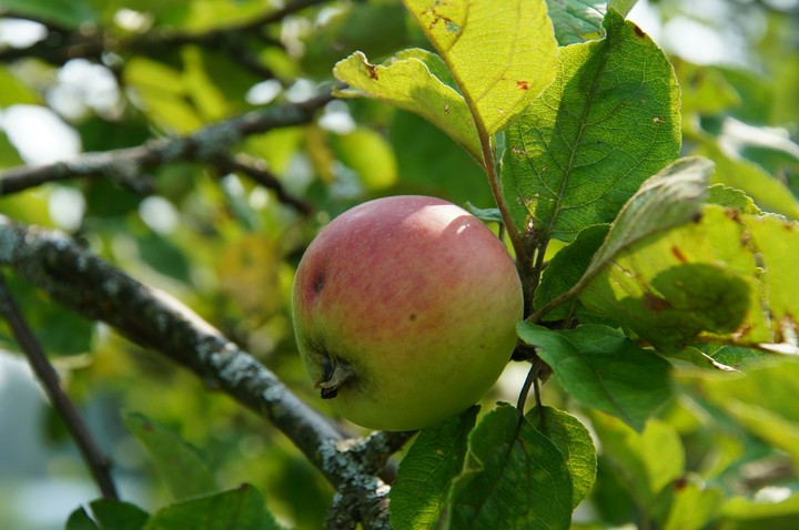 apple