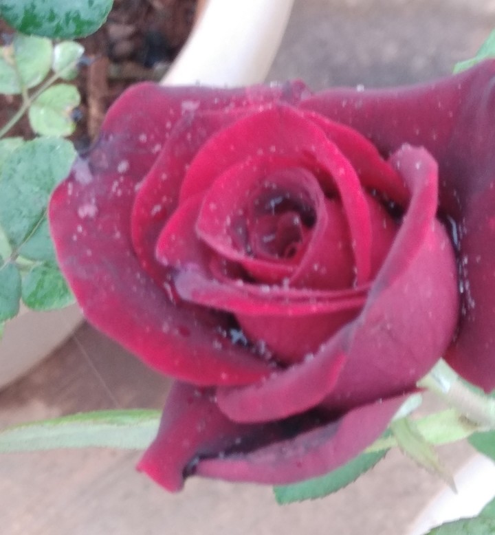 Lucky