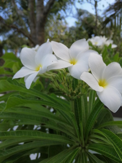 flowers