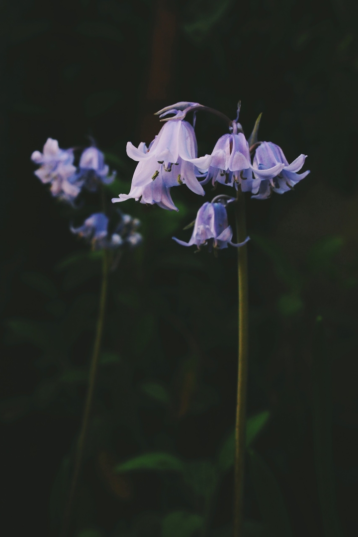 violet