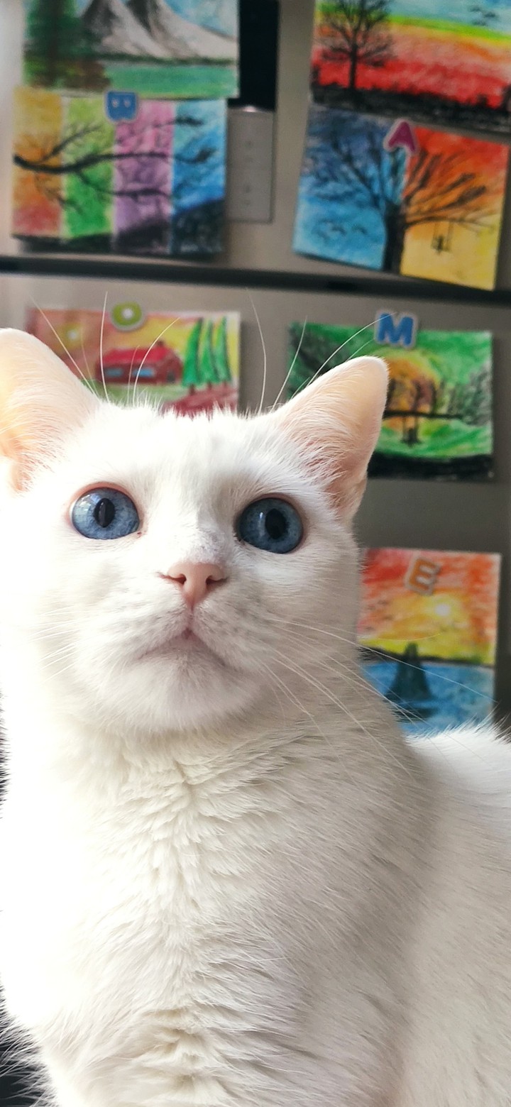 art and cat