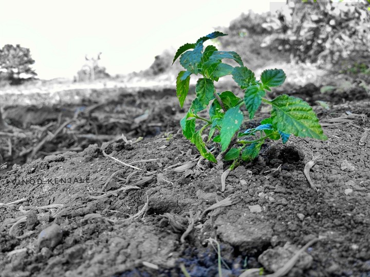 nature
