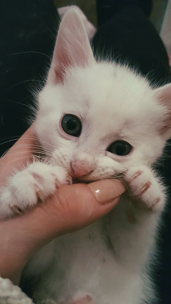 my kitty