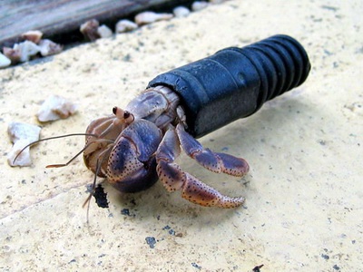 Hermit Crab.