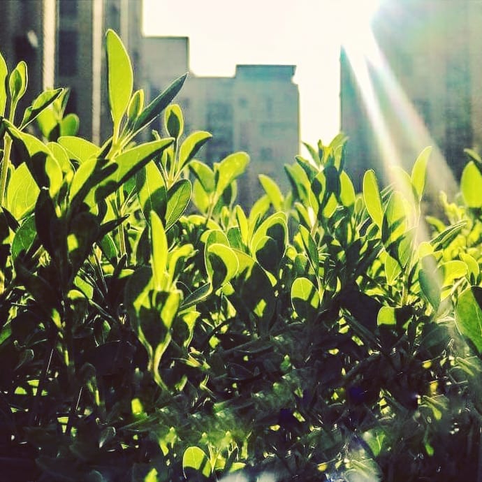 Sunrise