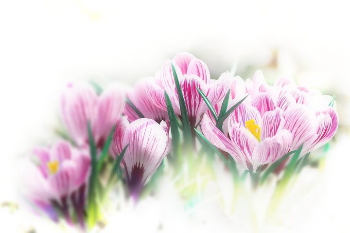 Flower for Desktop