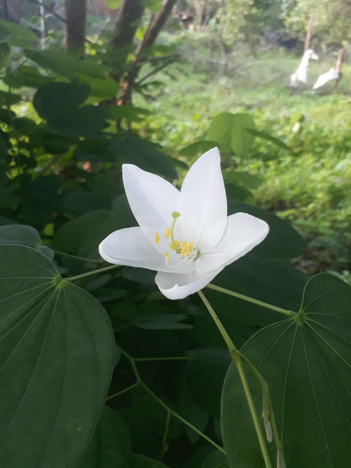 white flower