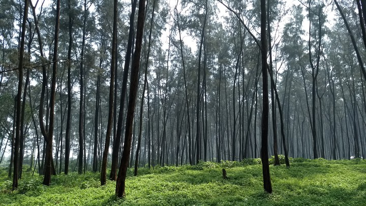 Suru ban - Horsetail Casuarina trees