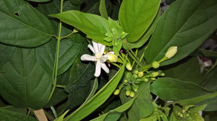 My flower