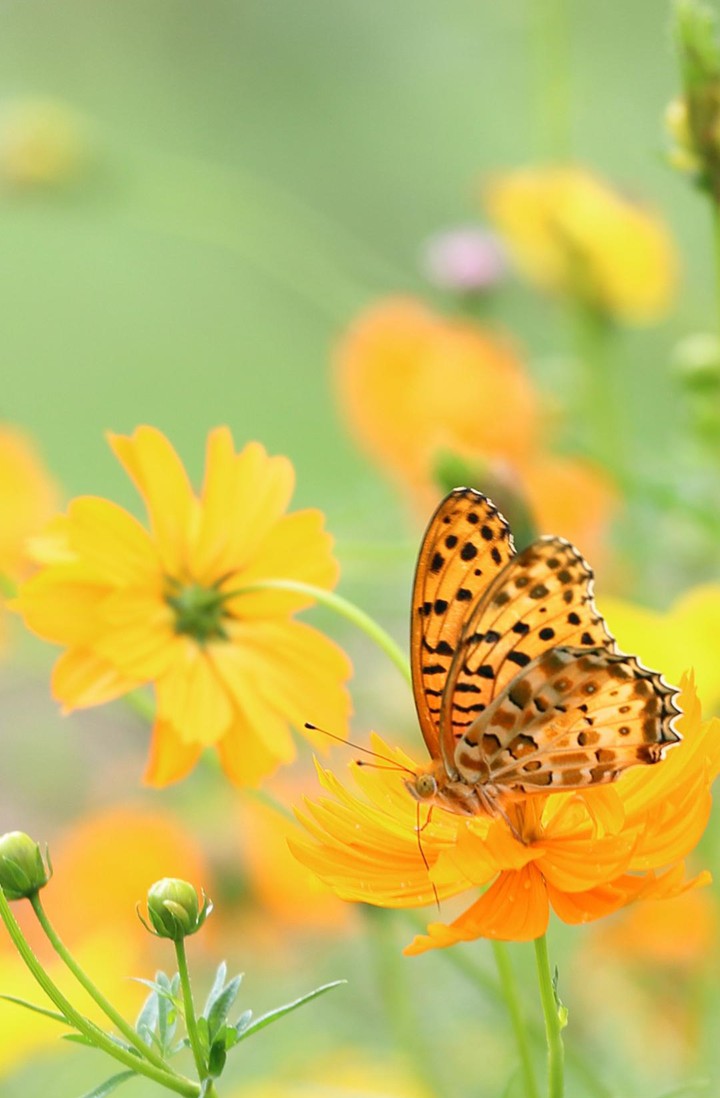 butterfly