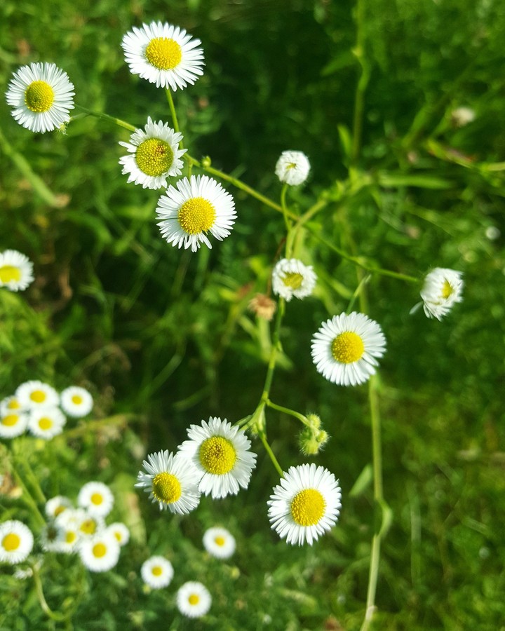 Chamomile 