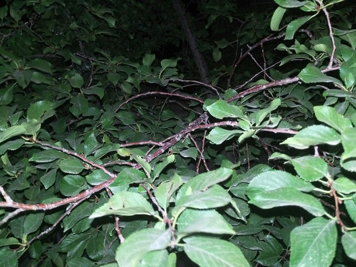 creepy jungle