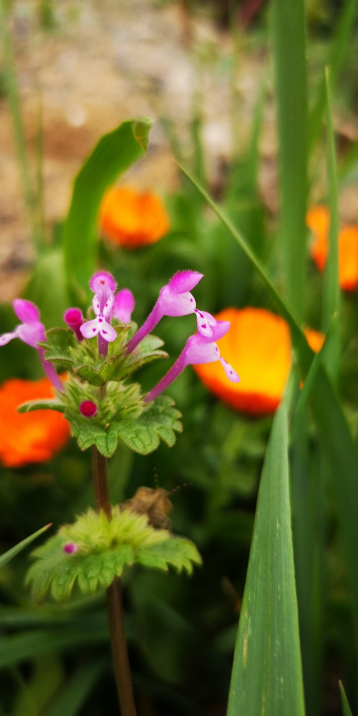 Gundelreben mit Ringelblume und Käfer