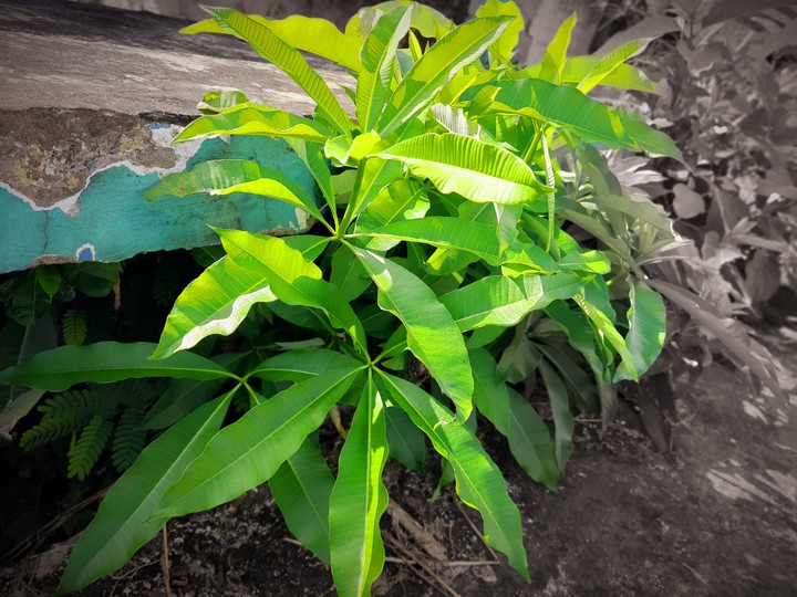 Nature green