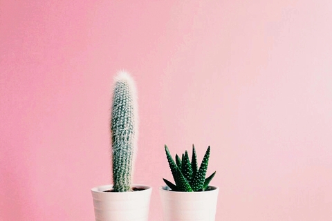 ταπετσαρίες cactus, plant