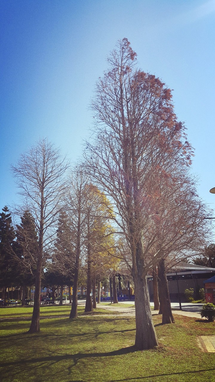 tree