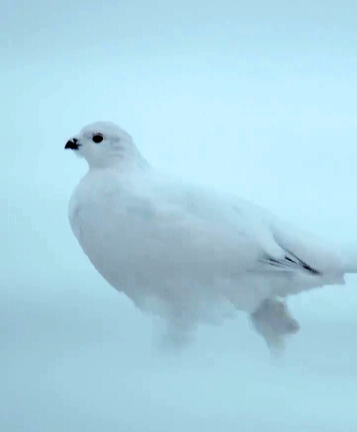 Snow Chicken