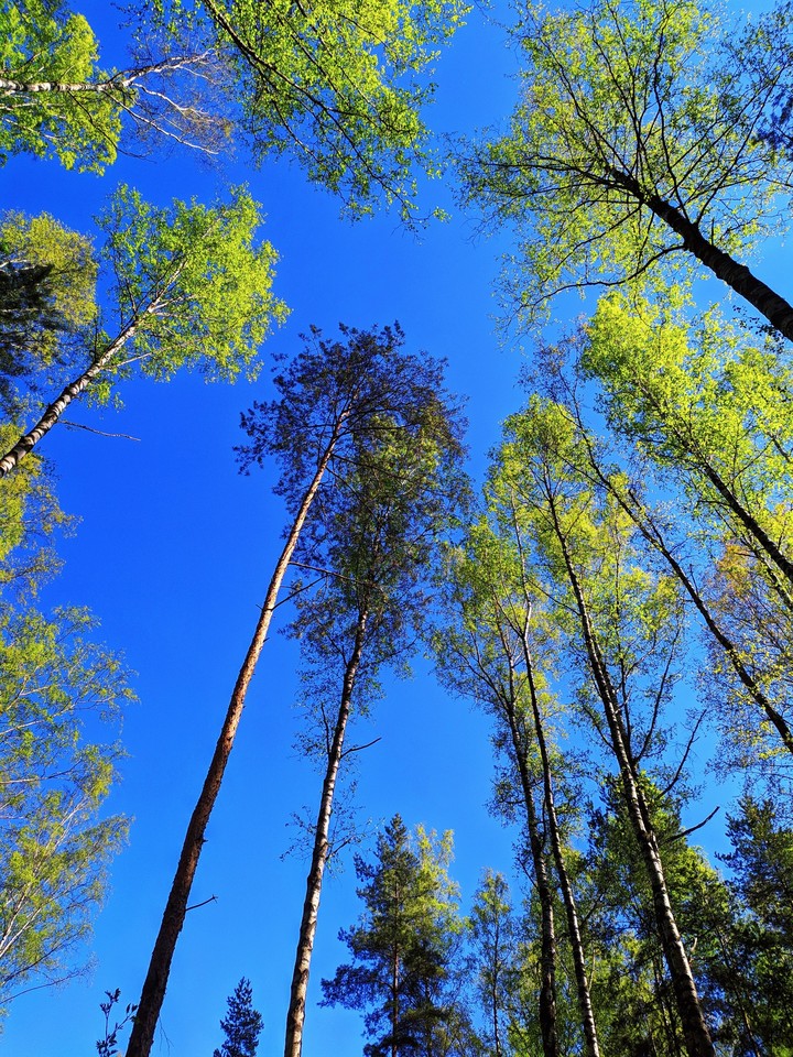 Tree. Forest. Sky