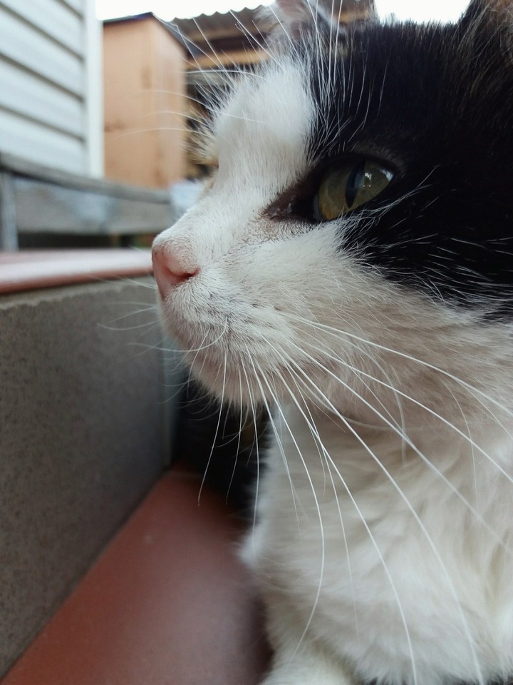 Кошка