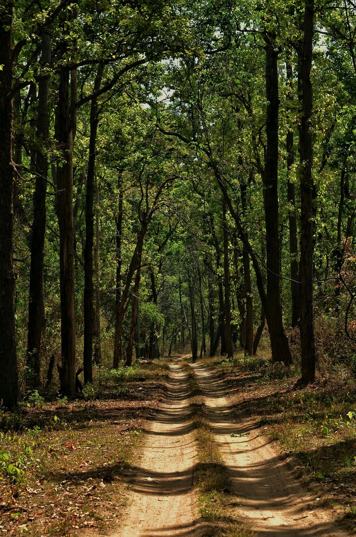 Trails
