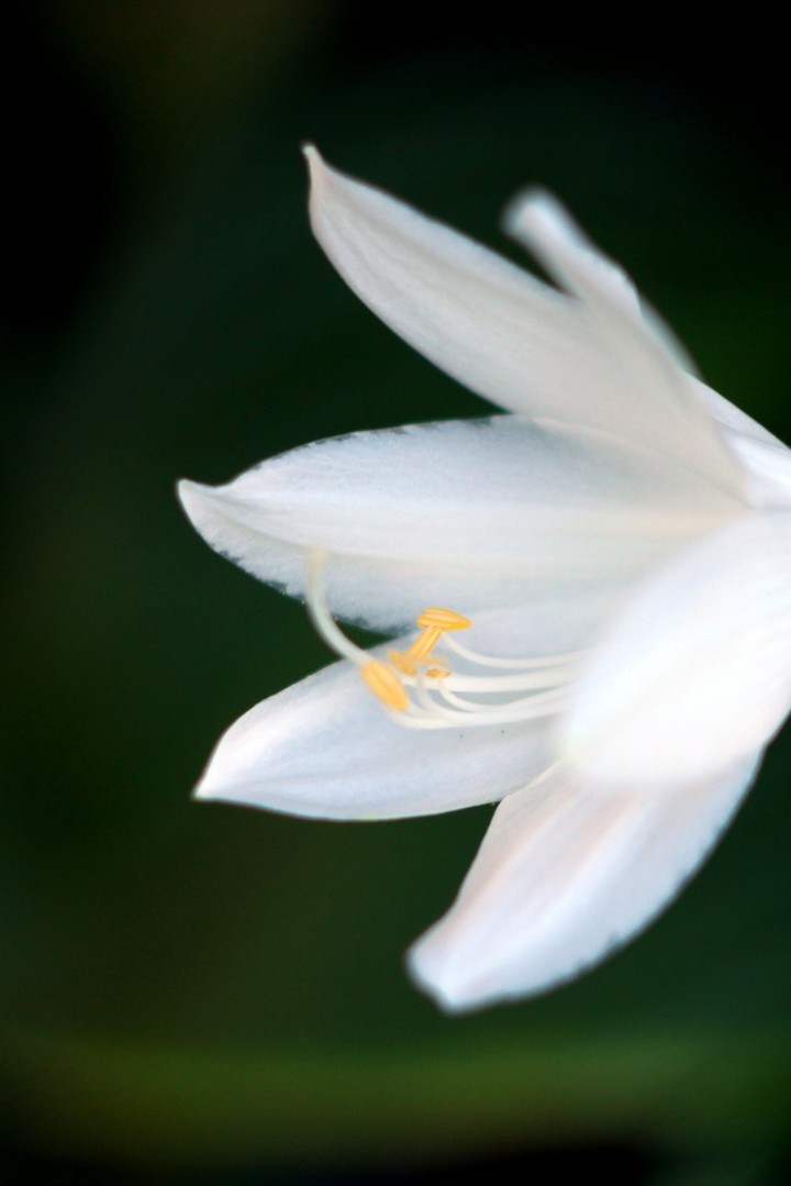 Host flower