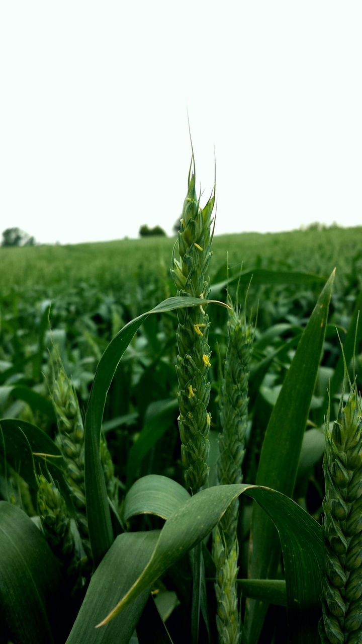 Agriculture