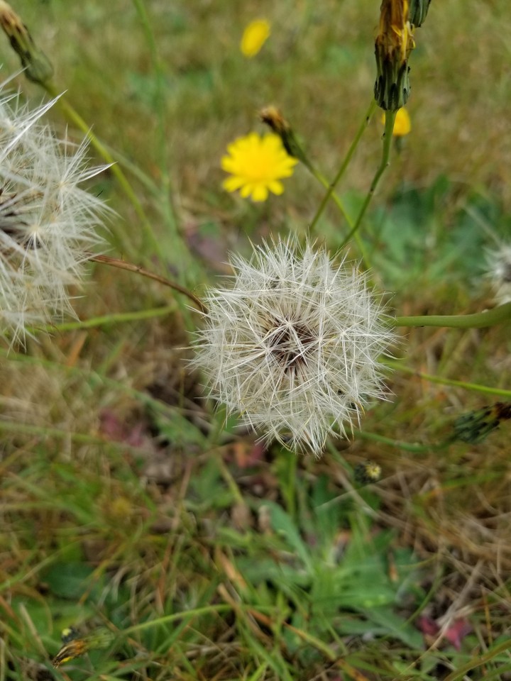 daisy happiness 66
