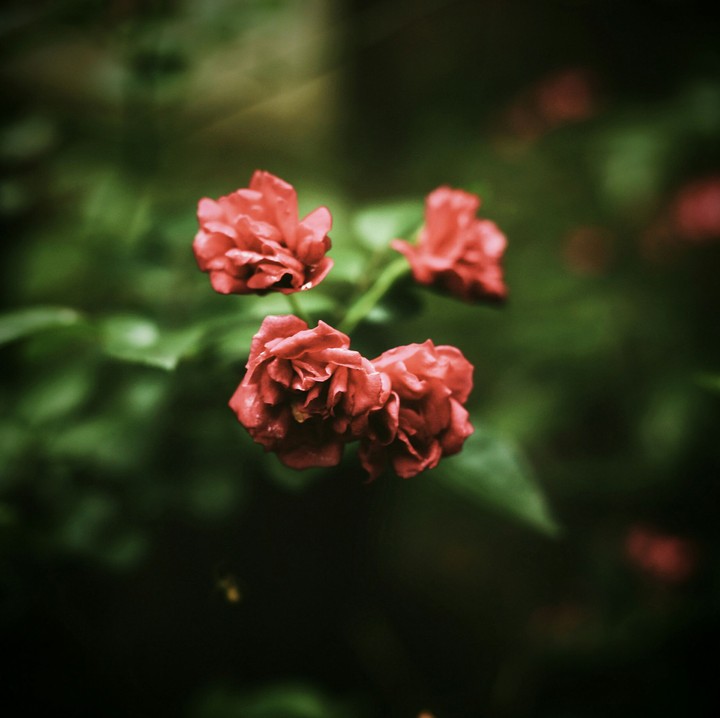 Dark Rose