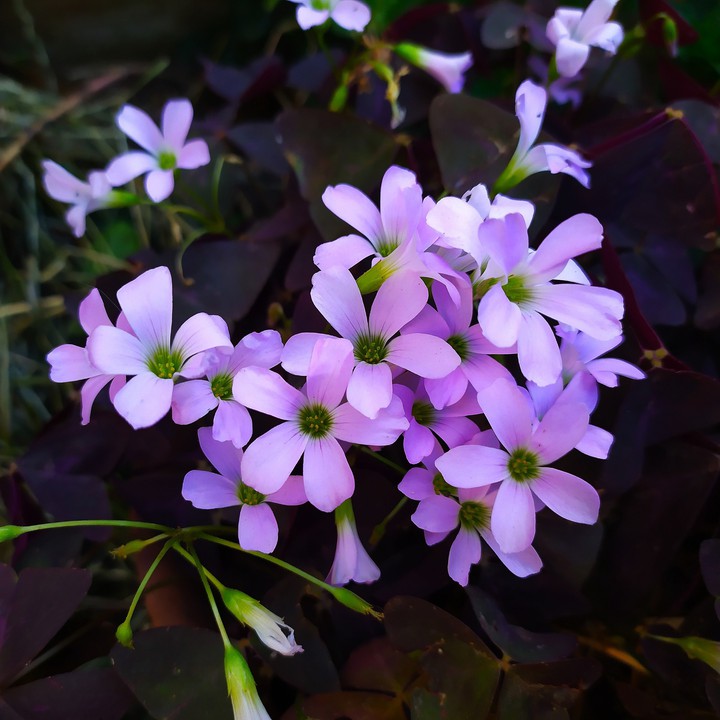 Flor740