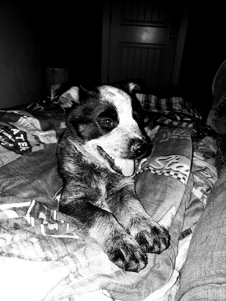 Cute pup
