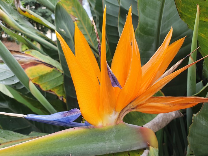 Flor