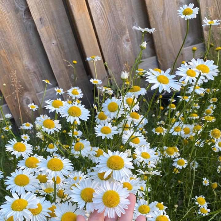 ღ✿◠‿◠✿ღ