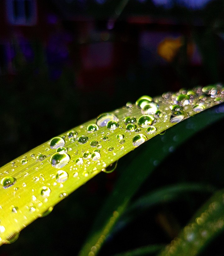 Raindrops on the grass
