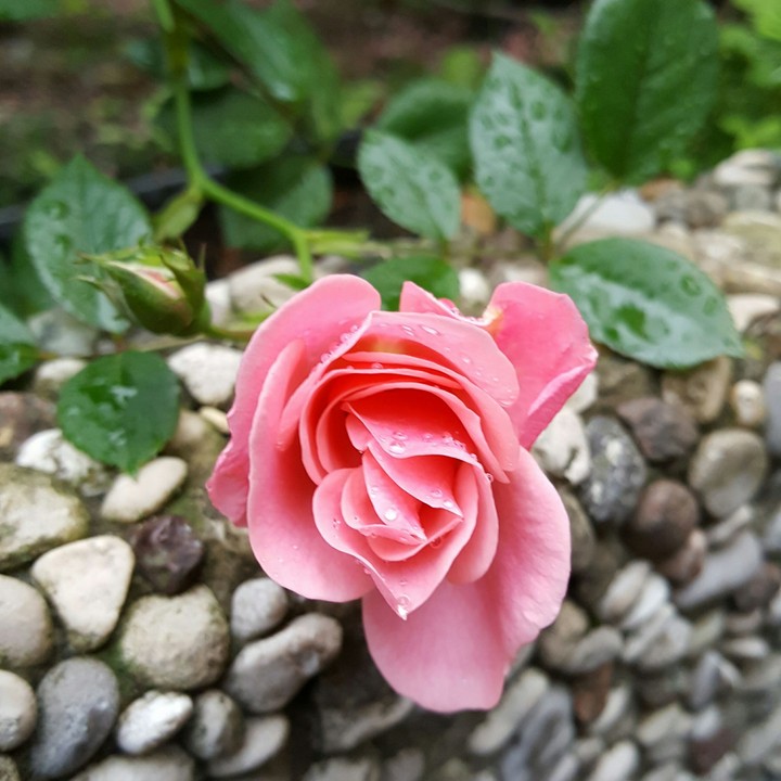 Pink rose and rain