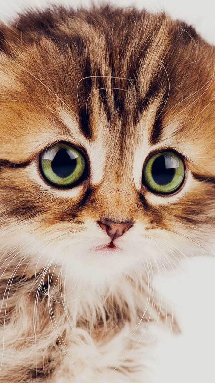 котенок