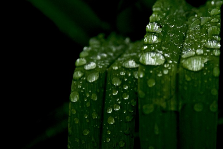 raindrops in leaf