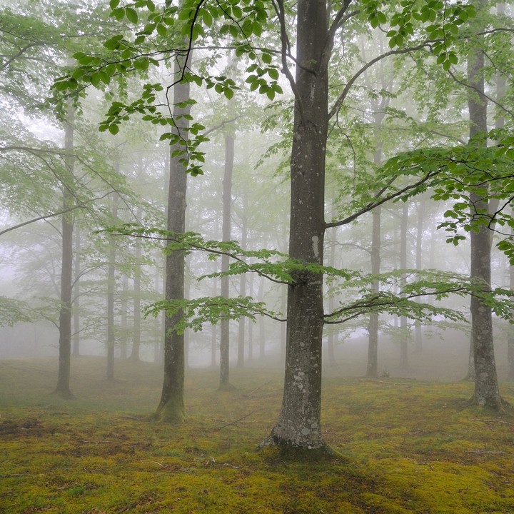These woods