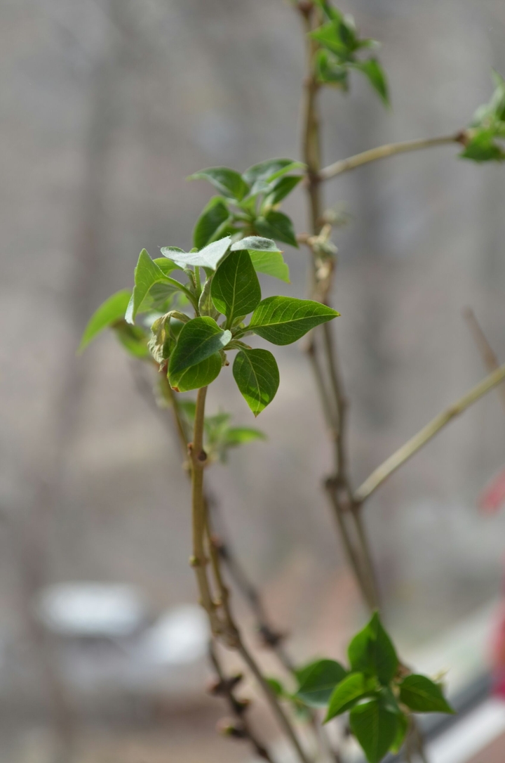 Plant