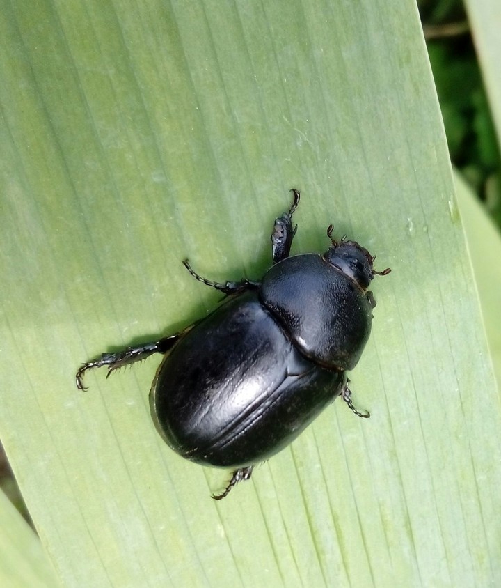 beatle